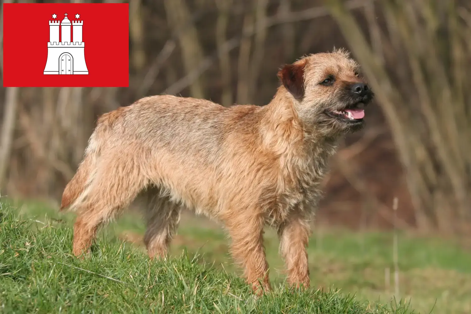 Read more about the article Borderterrier tenyésztők és kölykök Hamburgban