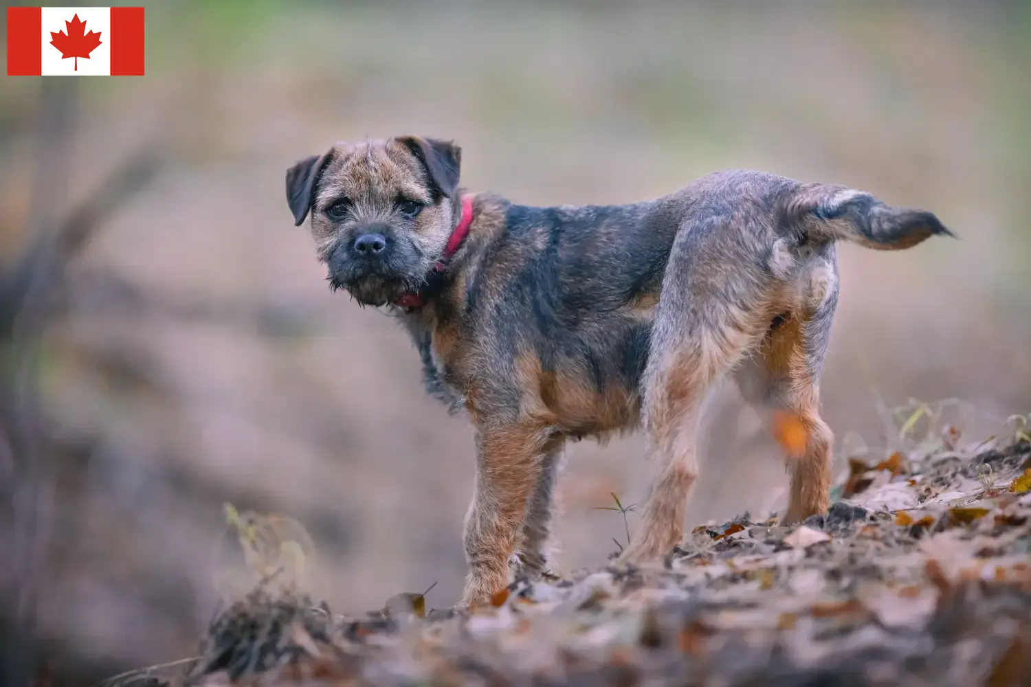 Border terrier kölykök és tenyésztők Kanada Borderterrier tenyésztők keresése Kanadában.