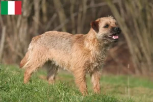 Read more about the article Border terrier tenyésztők és kölykök Olaszországban