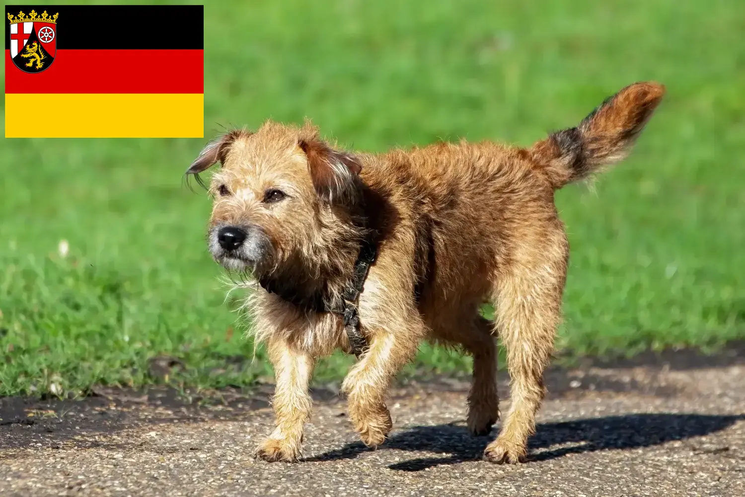 Read more about the article Borderterrier tenyésztők és kölykök Rajna-vidék-Pfalzban