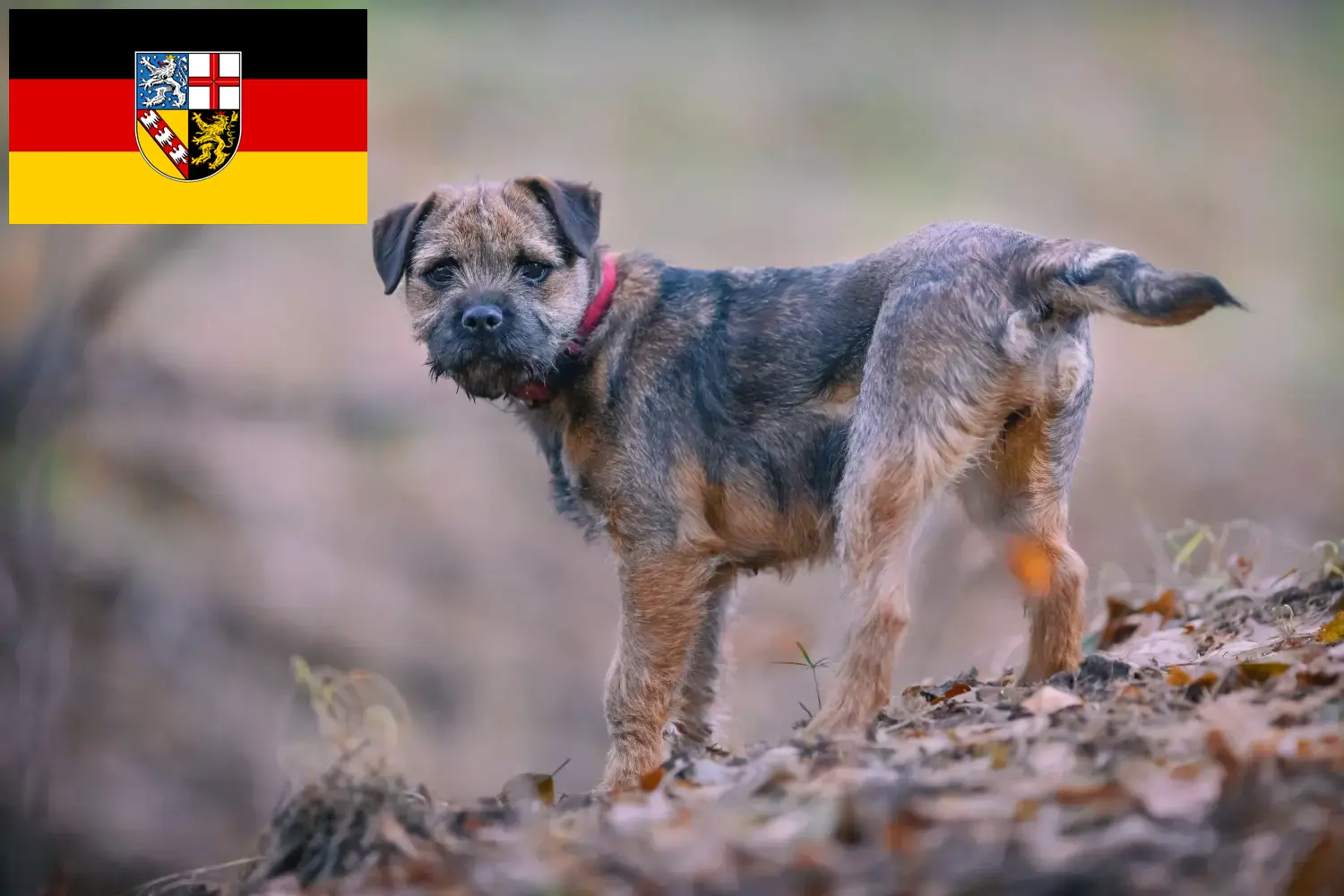 Read more about the article Borderterrier tenyésztők és kölykök Saar-vidéken