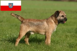 Read more about the article Borderterrier tenyésztők és kölykök Türingiában