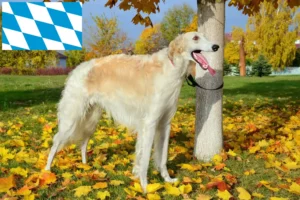 Read more about the article Borzoi tenyésztők és kölykök Bajorországban