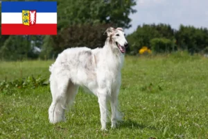Read more about the article Borzoi tenyésztők és kölykök Schleswig-Holstein tartományban