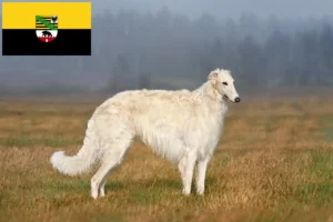 Read more about the article Borzoi tenyésztők és kölykök Szász-Anhaltban