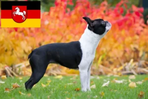 Read more about the article Boston terrier tenyésztők és kiskutyák Alsó-Szászországban