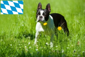 Read more about the article Boston terrier tenyésztők és kölykök Bajorországban