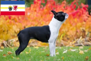 Read more about the article Boston terrier tenyésztők és kölykök Mecklenburg-Elő-Pomeránia tartományban