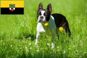 Read more about the article Boston terrier tenyésztők és kiskutyák Szász-Anhaltban