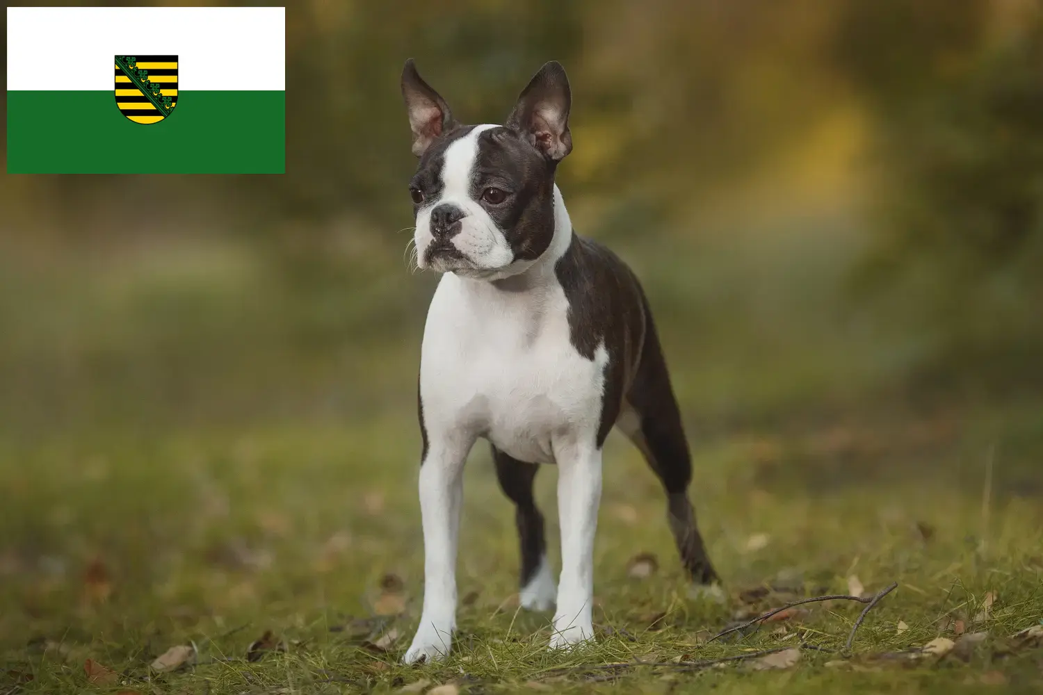 Boston Terrier kölykök és tenyésztő Szászország Boston terrier tenyésztőket Szászországban itt találsz.
