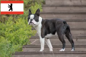 Read more about the article Boston terrier tenyésztők és kölykök Berlinben