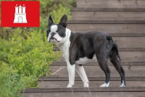Read more about the article Boston terrier tenyésztők és kölykök Hamburgban
