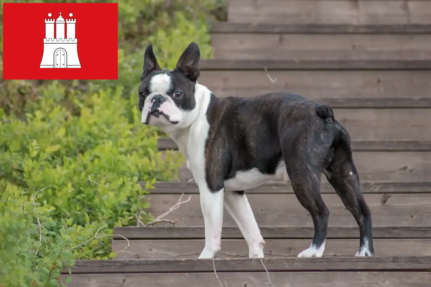 Read more about the article Boston terrier tenyésztők és kölykök Hamburgban
