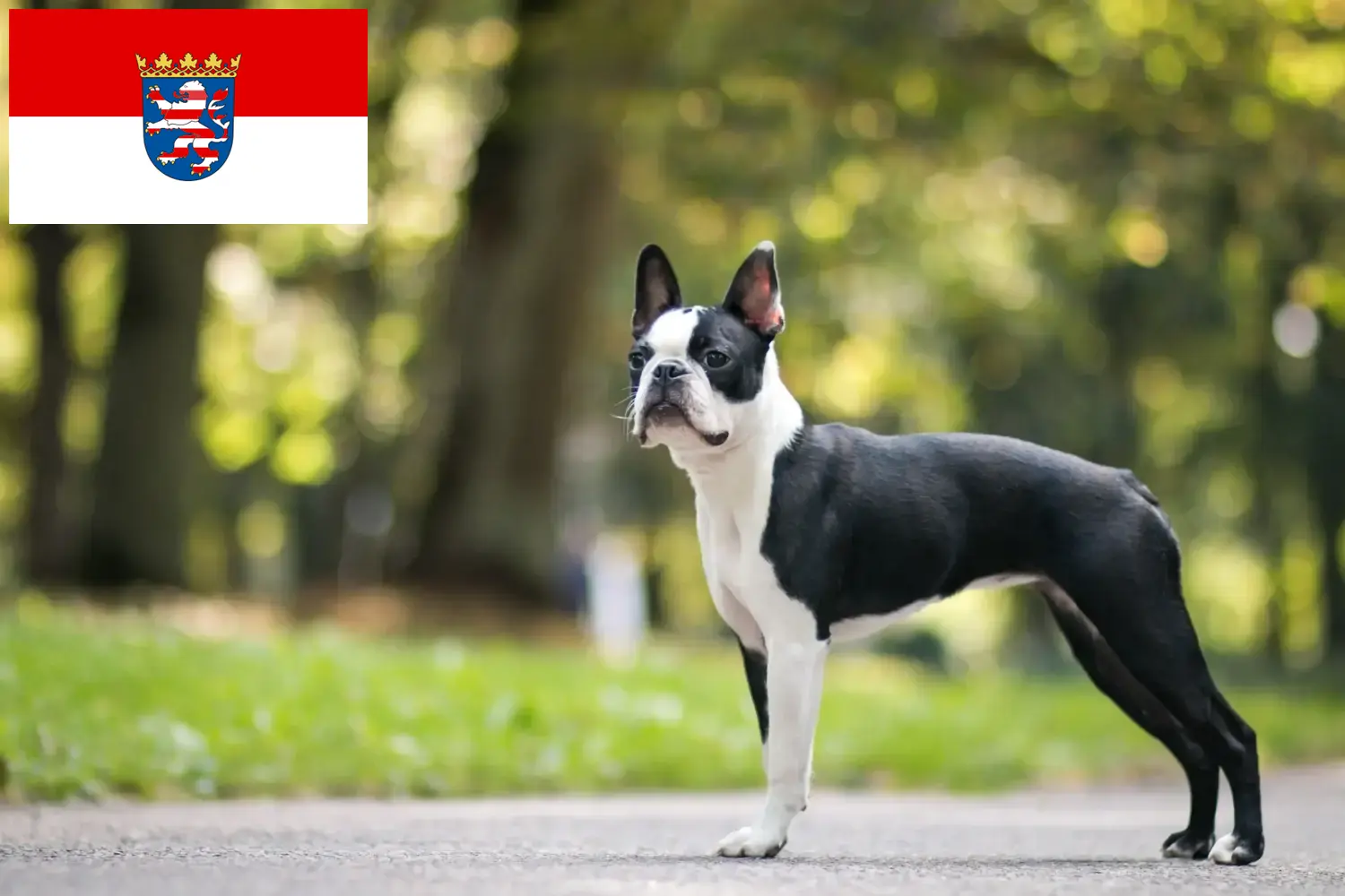 Boston Terrier kiskutyák és tenyésztők Hessen Boston terrier tenyésztőket itt találsz Hessenben.
