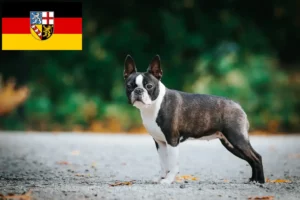 Read more about the article Boston terrier tenyésztők és kölykök Saarland területén