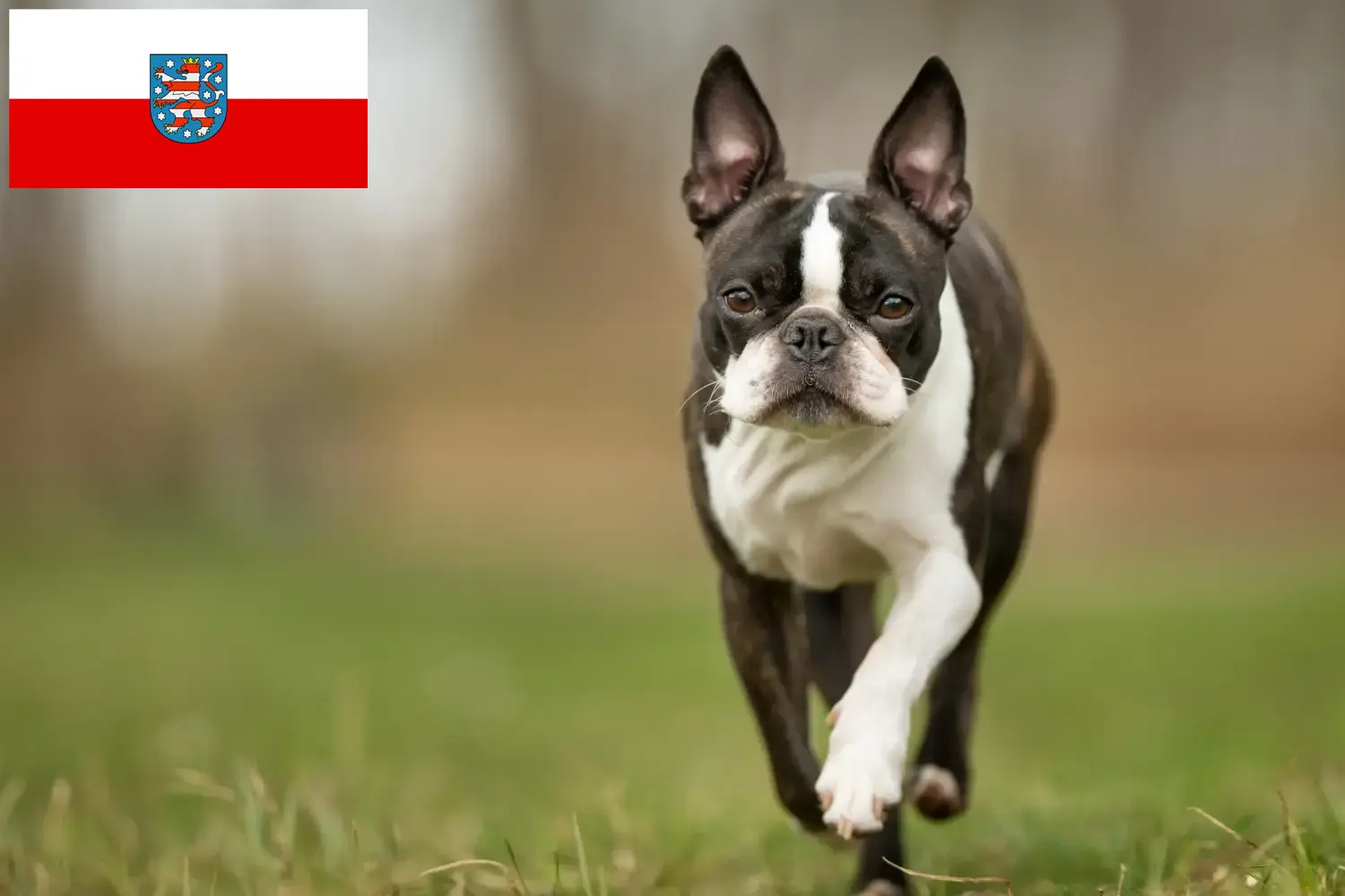 Read more about the article Boston terrier tenyésztők és kölyökkutyák Türingiában