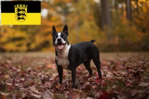 Read more about the article Boston terrier tenyésztők és kölykök Baden-Württembergben