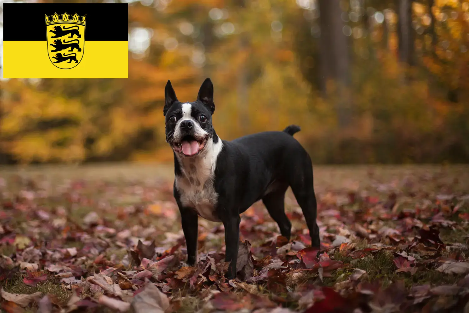 Read more about the article Boston terrier tenyésztők és kölykök Baden-Württembergben