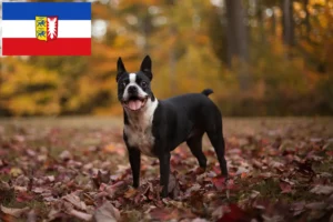 Read more about the article Boston terrier tenyésztők és kölyökkutyák Schleswig-Holstein tartományban