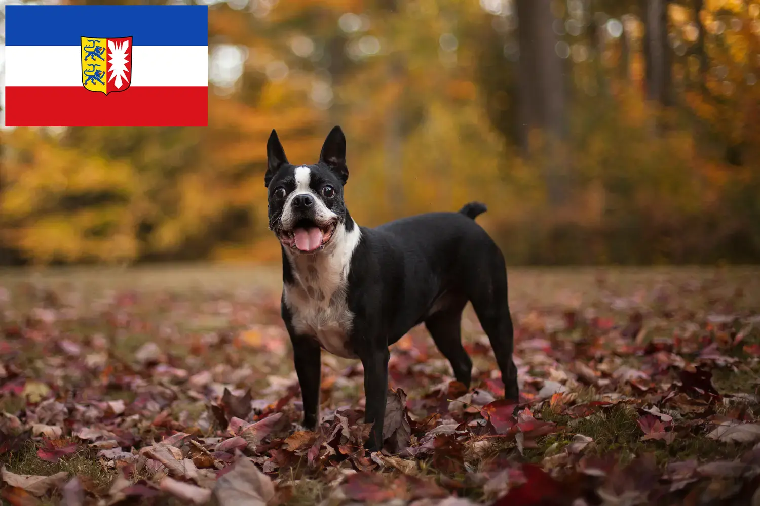 Read more about the article Boston terrier tenyésztők és kölyökkutyák Schleswig-Holstein tartományban