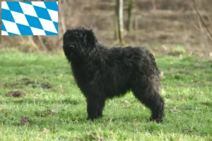 Read more about the article Bouvier des Flandres tenyésztők és kiskutyák Bajorországban