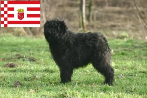 Read more about the article Bouvier des Flandres tenyésztők és kiskutyák Brémában