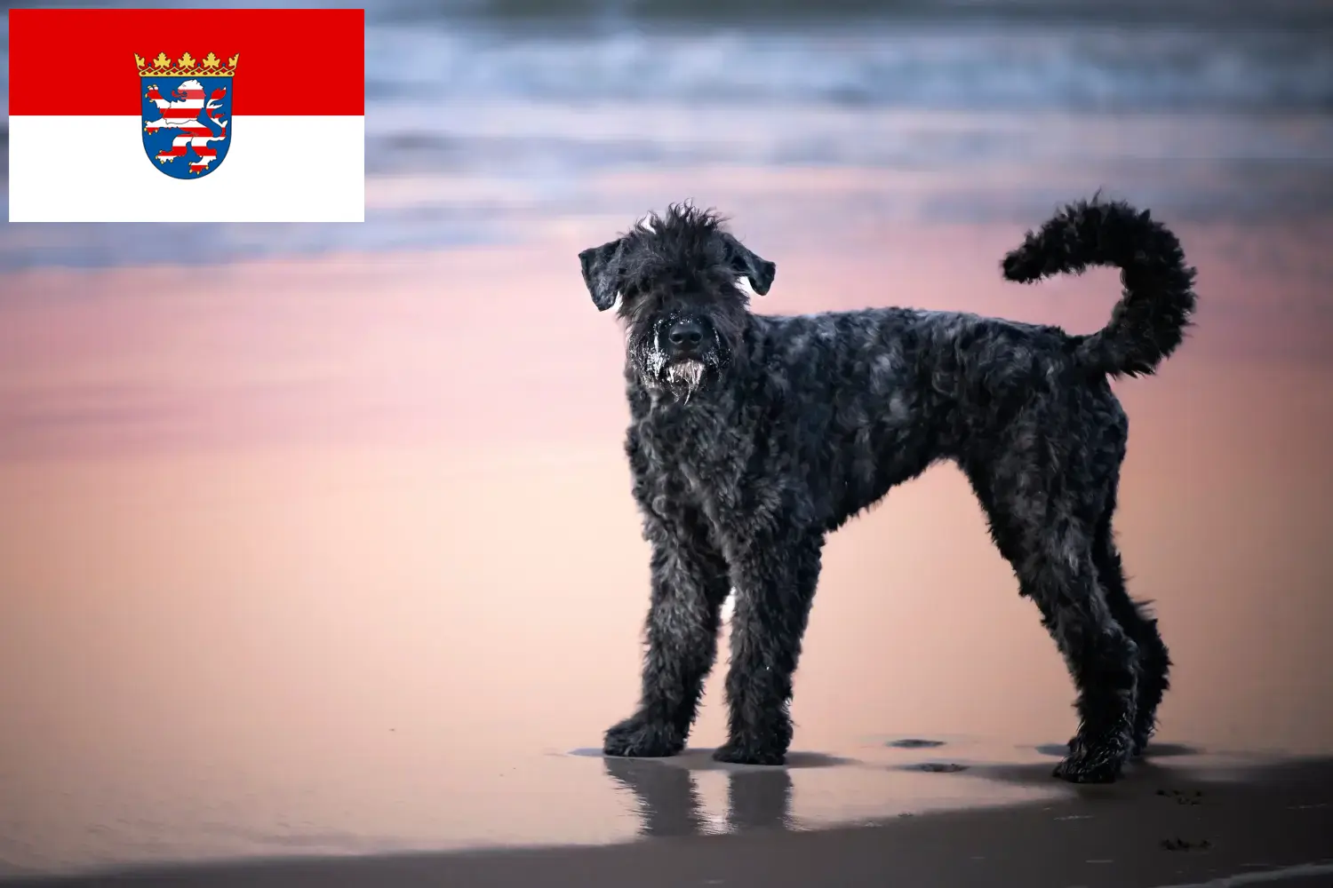 Read more about the article Bouvier des Flandres tenyésztők és kiskutyák Hessenben