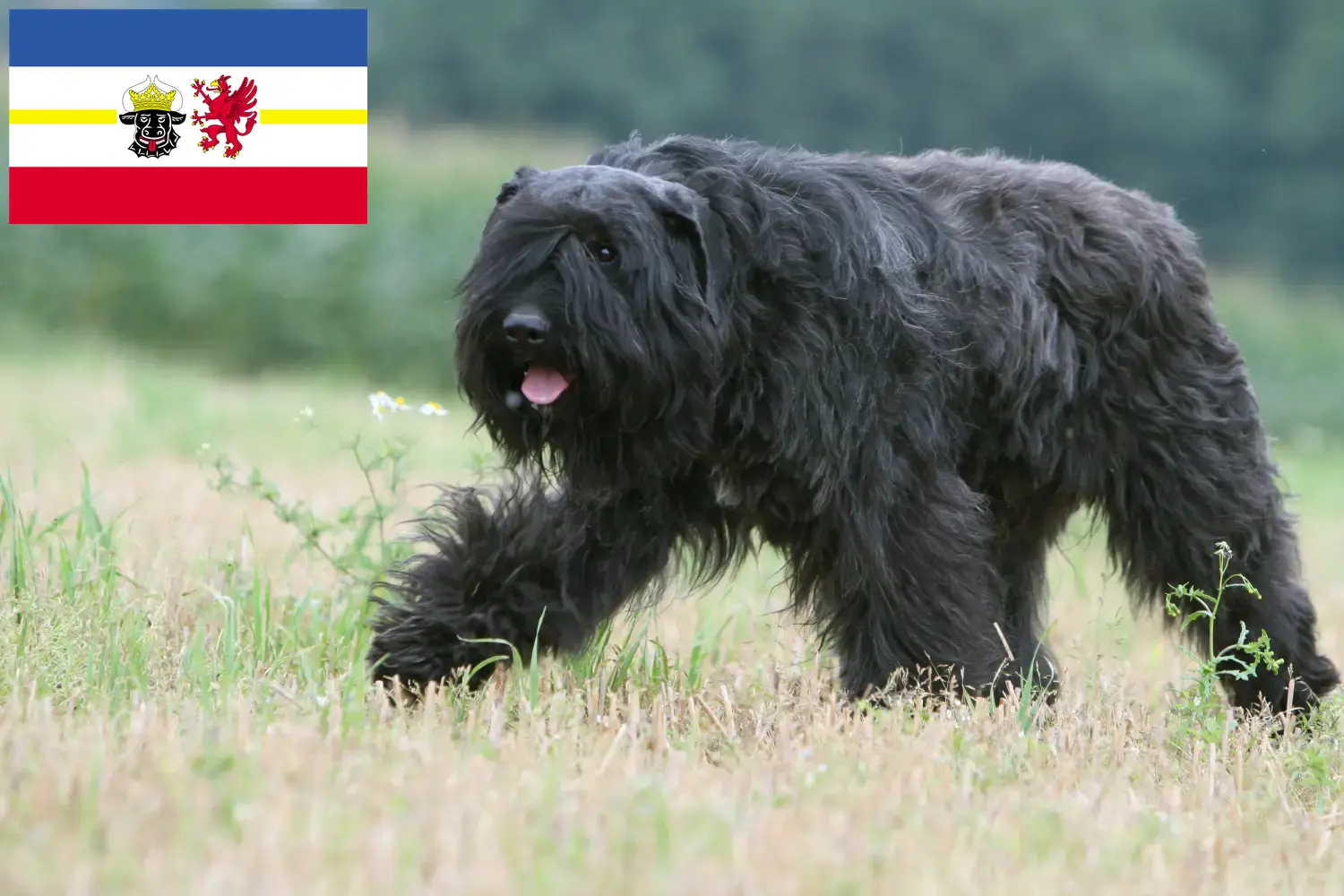 Bouvier des Flandres kiskutyák és tenyésztők Mecklenburg-Vorpommern tartományban Itt talál Bouvier des Flandres tenyésztőket Mecklenburg-Elő-Pomeránia területén.