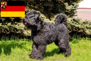 Read more about the article Bouvier des Flandres tenyésztők és kiskutyák Rajna-vidék-Pfalzban