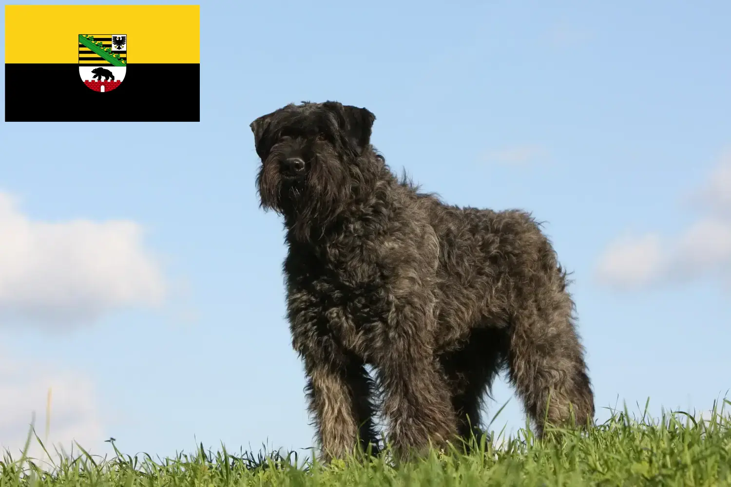 Bouvier des Flandres kiskutyák és tenyésztők Szász-Anhalt tartományban Itt talál Bouvier des Flandres tenyésztőket Szász-Anhaltban.