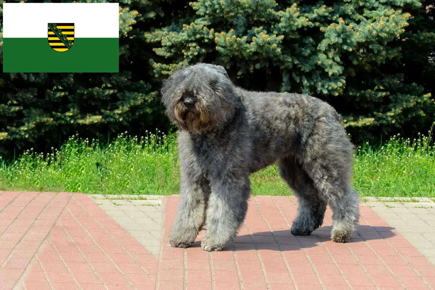 Bouvier des Flandres kiskutyák és tenyésztők Szászország Itt megtalálja a szászországi Bouvier des Flandres tenyésztőket.