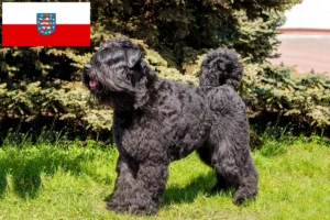 Read more about the article Bouvier des Flandres tenyésztők és kiskutyák Türingiában