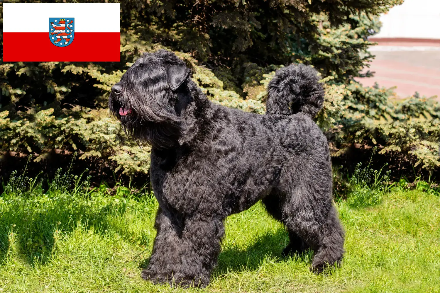 Read more about the article Bouvier des Flandres tenyésztők és kiskutyák Türingiában