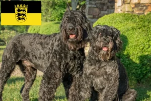 Read more about the article Bouvier des Flandres tenyésztők és kiskutyák Baden-Württembergben