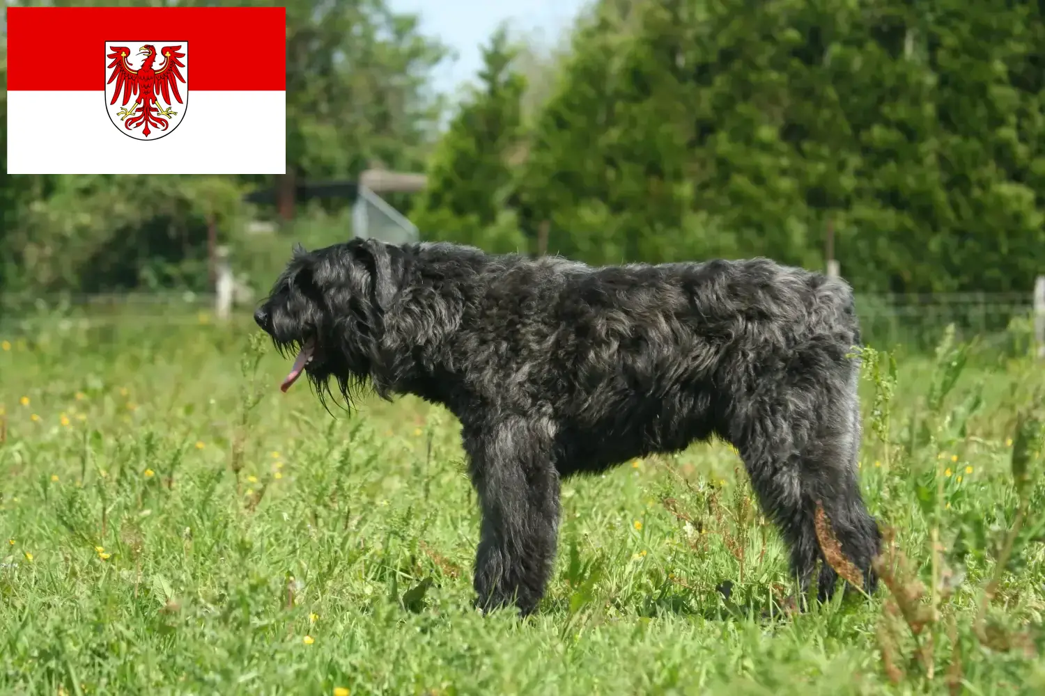 Bouvier des Flandres kiskutyák és tenyésztők Brandenburg Itt talál Bouvier des Flandres tenyésztőket Brandenburgban.
