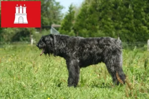 Read more about the article Bouvier des Flandres tenyésztők és kiskutyák Hamburgban