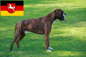 Read more about the article Boxer tenyésztők és kiskutyák Alsó-Szászországban