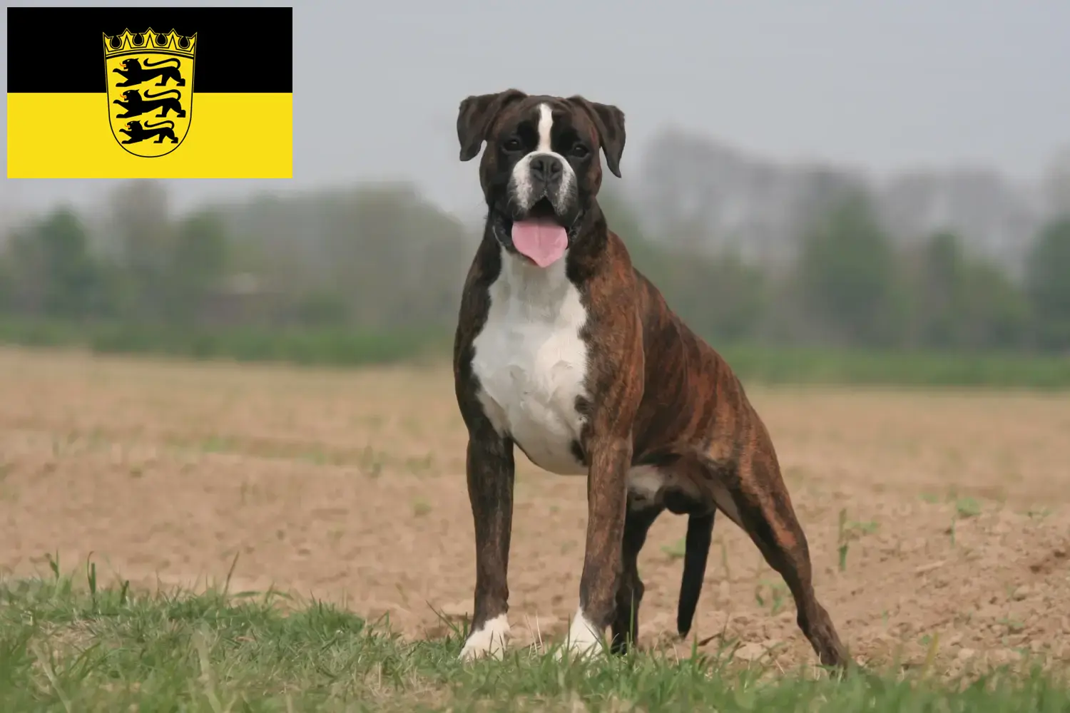Boxer kölyökkutyák és tenyésztők Baden-Württemberg Itt találhat boxer tenyésztőket Baden-Württembergben.