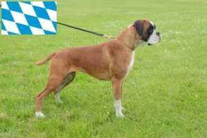Read more about the article Boxer tenyésztők és kiskutyák Bajorországban