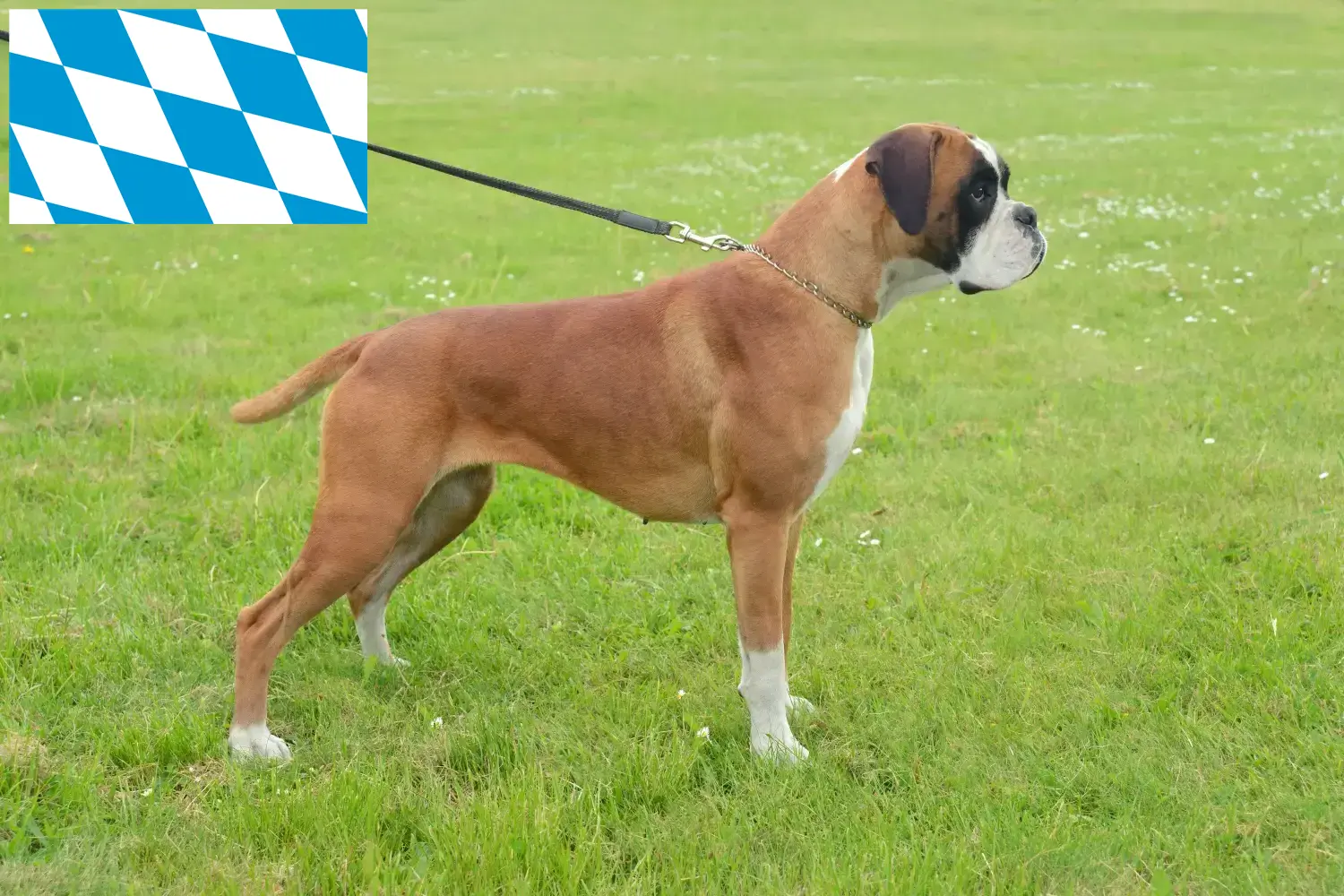 Boxer kölyökkutyák és tenyésztők Bajorországban Itt találhat boxer tenyésztőket Bajorországban.