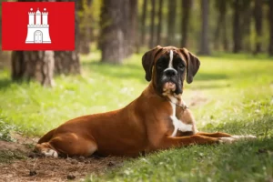 Read more about the article Boxer tenyésztők és kölykök Hamburgban