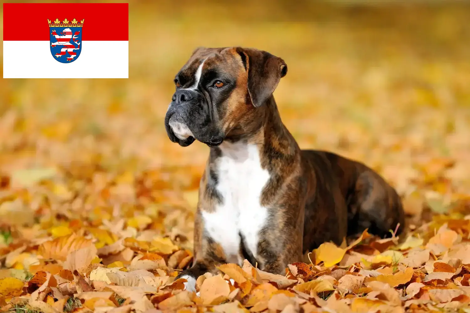 Boxer kiskutyák és tenyésztők Hessen Itt találhat boxer tenyésztőket Hessenben.