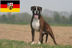Read more about the article Boxer tenyésztők és kölykök Saarlandban