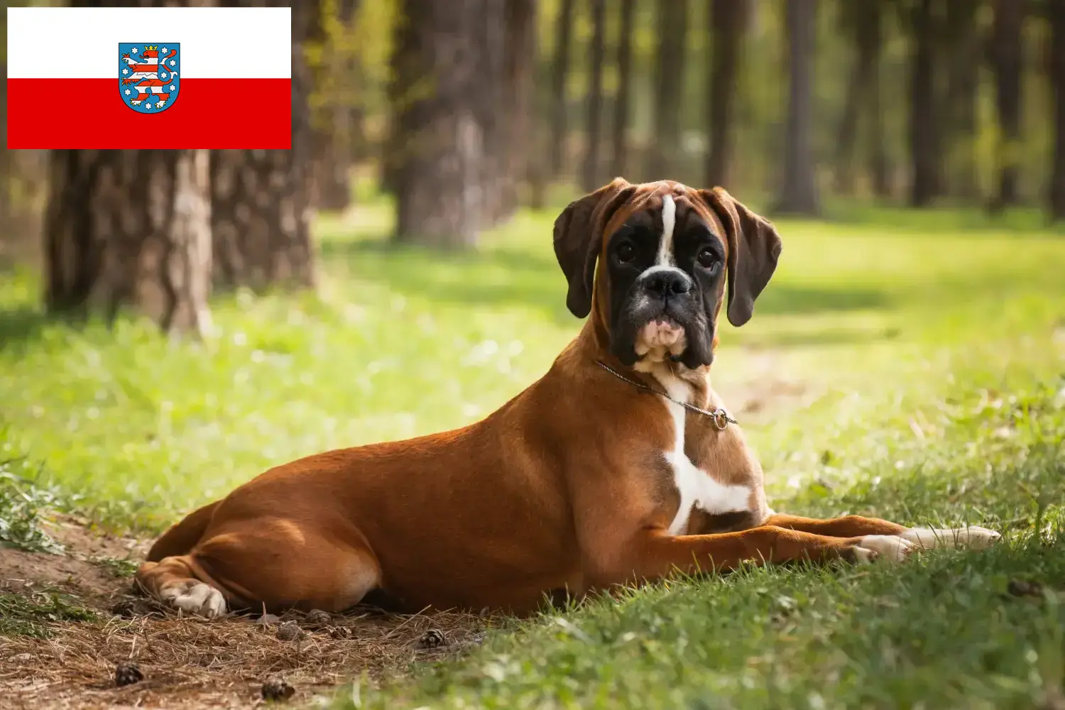 Boxer kiskutyák és tenyésztők Thüringia Itt találhat boxer tenyésztőket Türingiában.