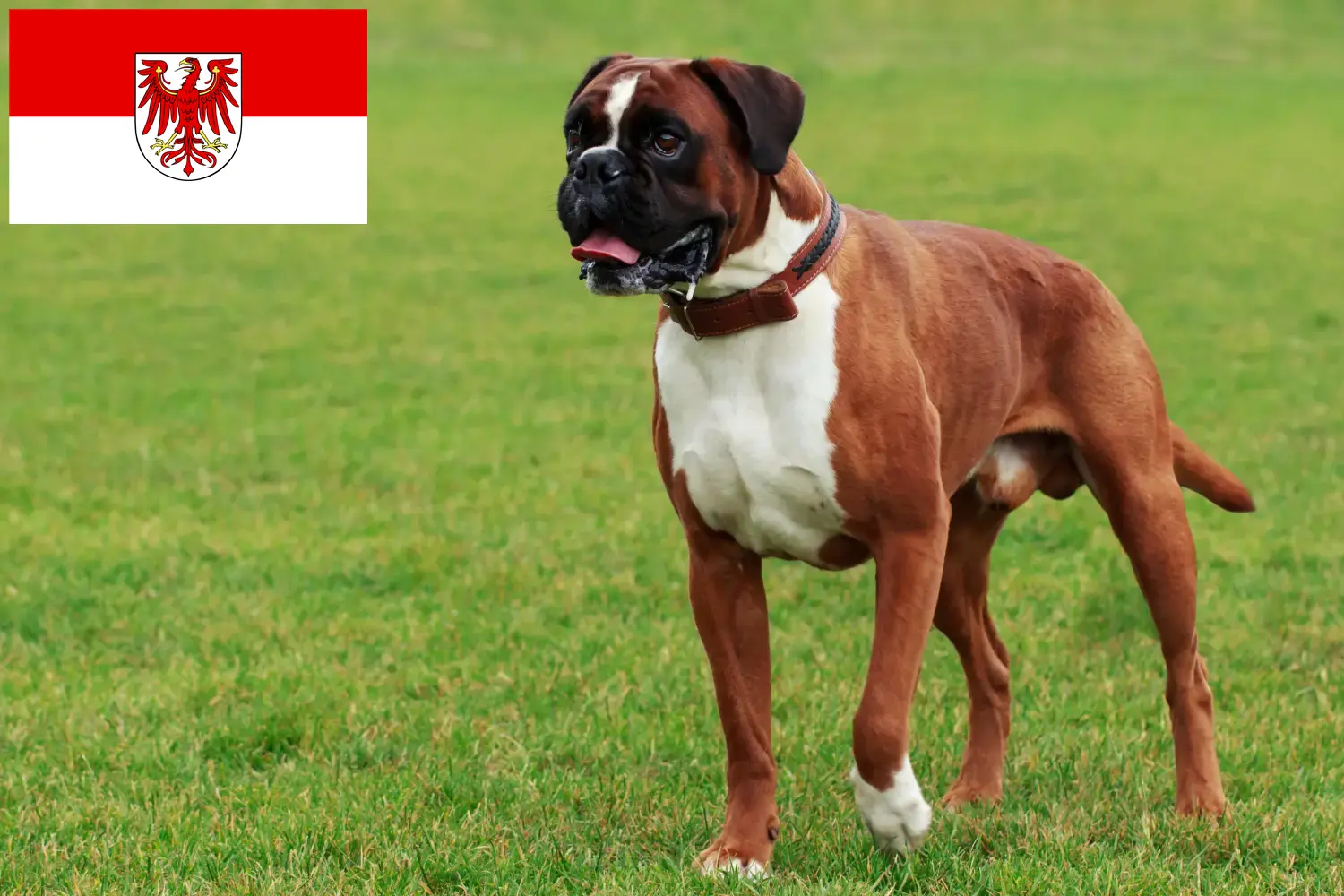 Boxer kölyökkutyák és tenyésztők Brandenburg Itt találhat boxer tenyésztőket Brandenburgban.