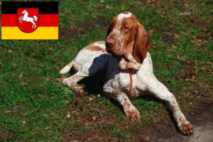 Read more about the article Bracco Italiano tenyésztők és kiskutyák Alsó-Szászországban