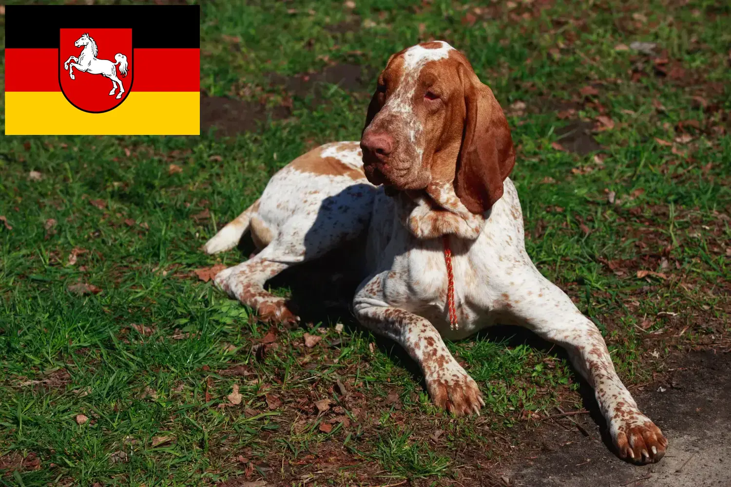 Bracco Italiano kiskutyák és tenyésztők Alsó-Szászország Itt találhat Bracco Italianos tenyésztőket Alsó-Szászországban.