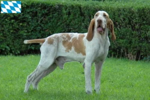 Read more about the article Bracco Italiano tenyésztők és kölykök Bajorországban