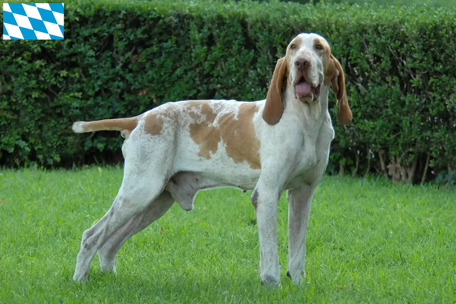 Read more about the article Bracco Italiano tenyésztők és kölykök Bajorországban