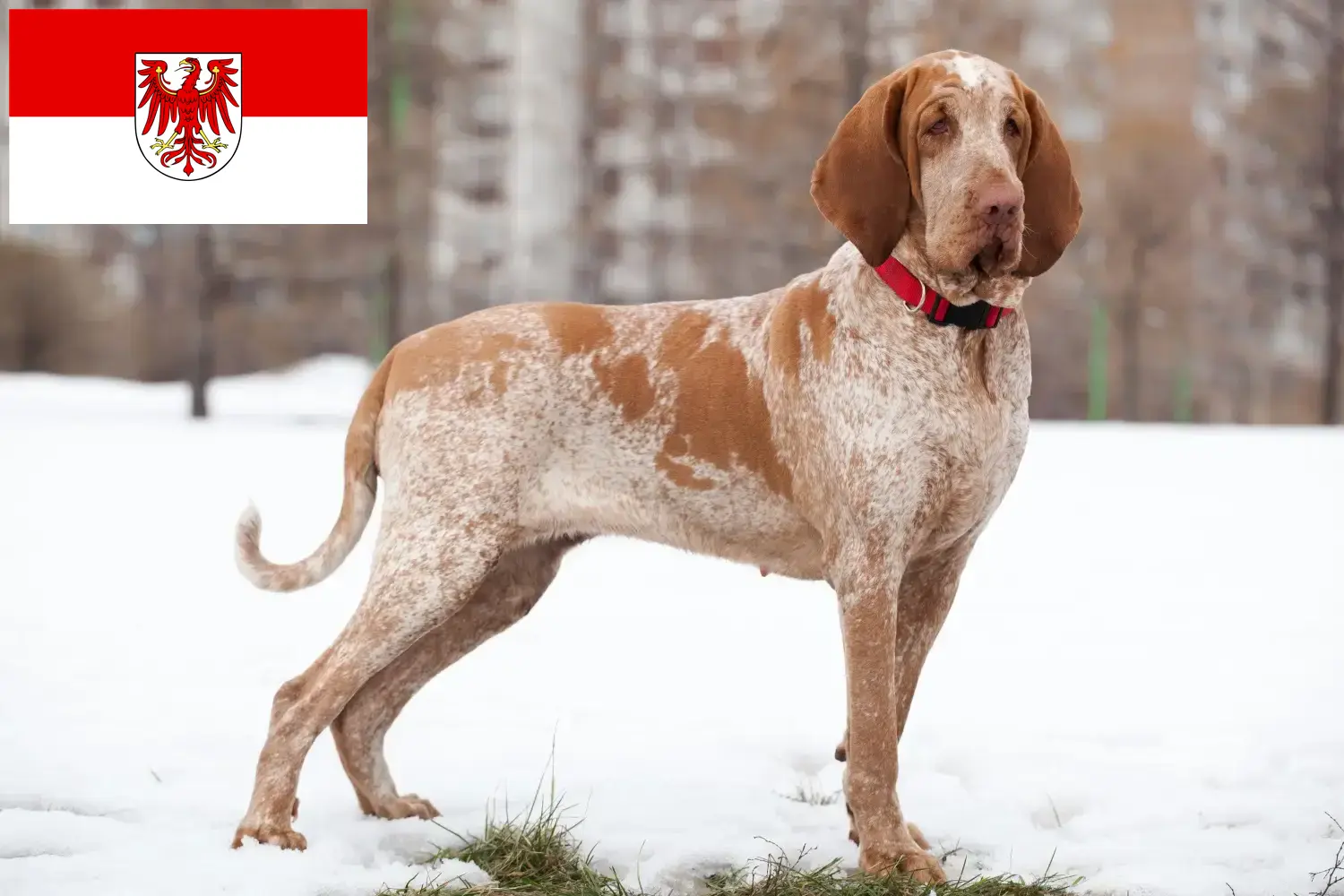 Read more about the article Bracco Italiano tenyésztők és kölykök Brandenburgban